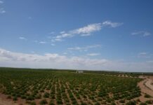 Este jueves en Castilla-La Mancha: cielos despejados y mínimas en aumento