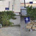 Detenidos con 37 plantas de marihuana en dos zonas de Ciudad Real