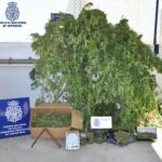 Pillados con 23 kilos de marihuana y 4 de cogollos secos en Puertollano