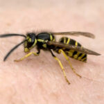 Fallece un hombre por una picadura de avispa