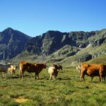 Autorizan el sacrificio y la incineración de 53 vacas abandonadas en un municipio de Ciudad Real