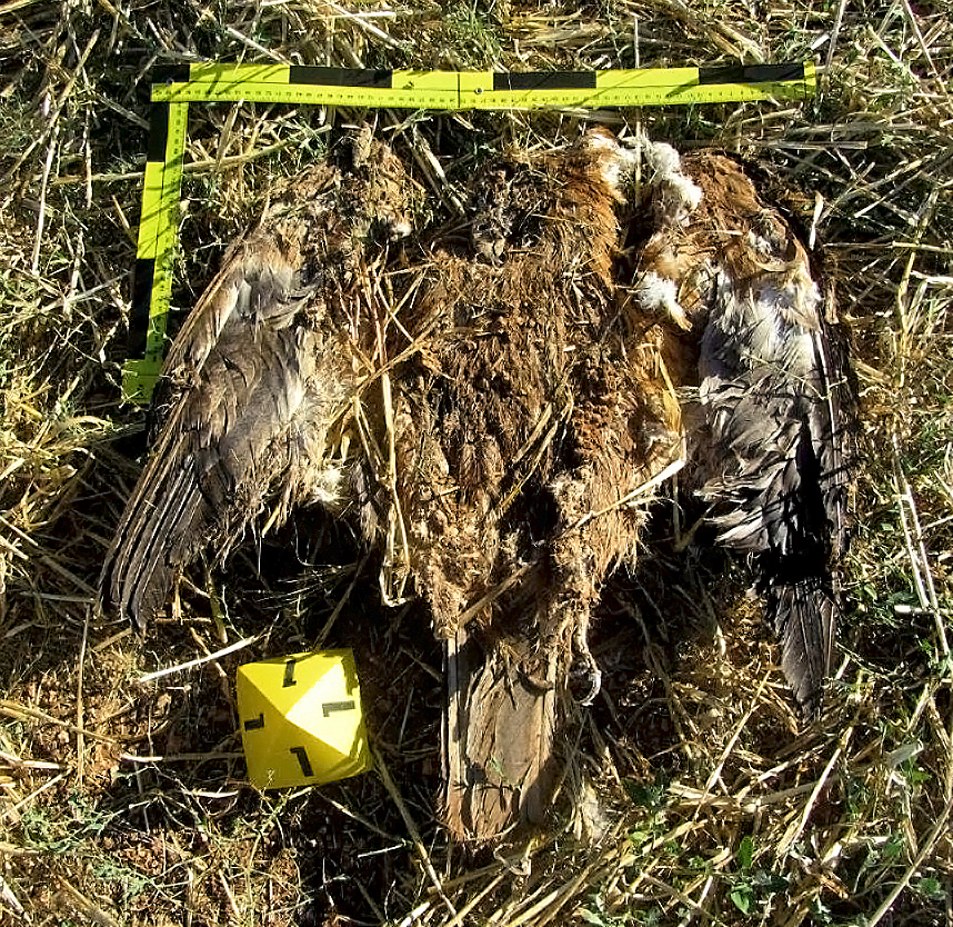 Detenida tras envenenar a varios animales, entre ellos dos ejemplares de águila, en Manzanares