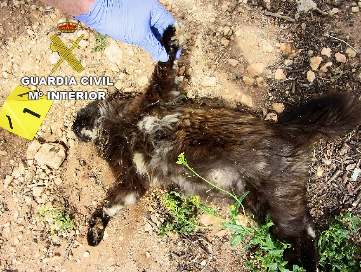 Detenida tras envenenar a varios animales, entre ellos dos ejemplares de águila, en Manzanares
