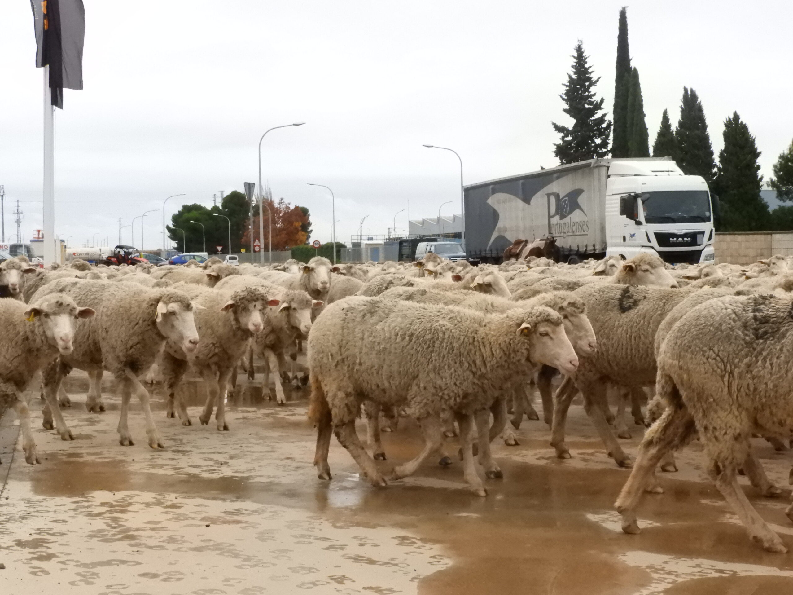 La transhumancia pasa por Manzanares con más de 2.000 ovejas