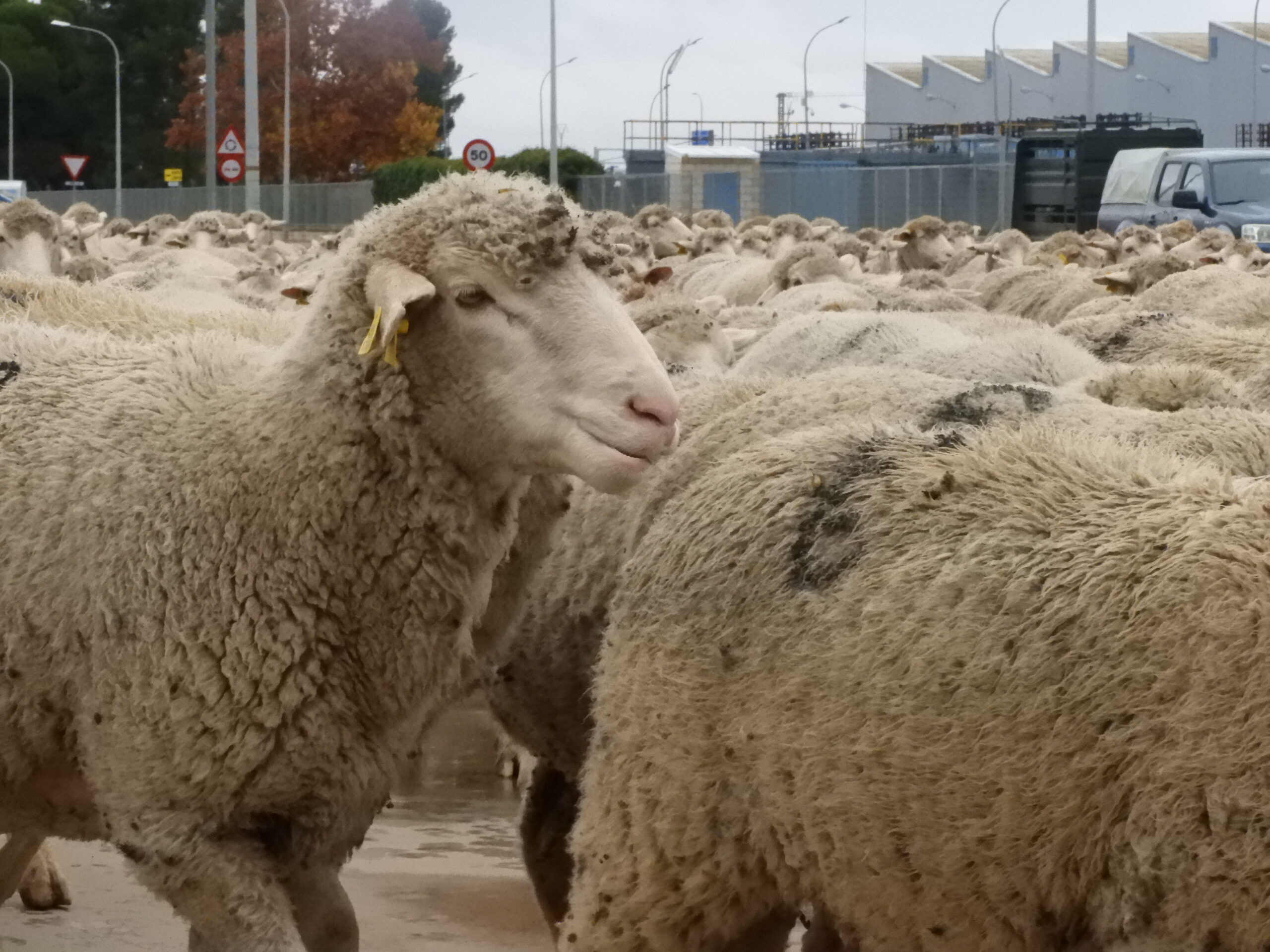 La transhumancia pasa por Manzanares con más de 2.000 ovejas