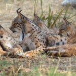 Almuradiel, uno de los «puntos negros» donde mueren linces atropellados