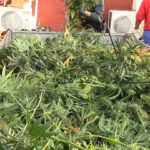 [VÍDEO] Detenidos con 9.000 plantas de marihuana y material valorado en 300.000€ en Toledo