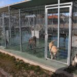 Diputación de Cuenca estudia qué medidas tomar, legales incluidas, tras «difamaciones» contra el Albergue de Animales