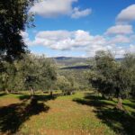 Según Asaja, «se están produciendo robos en la comarca de Puertollano, Campo de Montiel y Campo de Calatrava»
