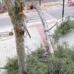 La caída de un árbol en Albacete capital obliga a cortar el tráfico