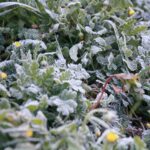 Cuenca y Guadalajara, en riesgo por temperaturas mínimas durante este jueves