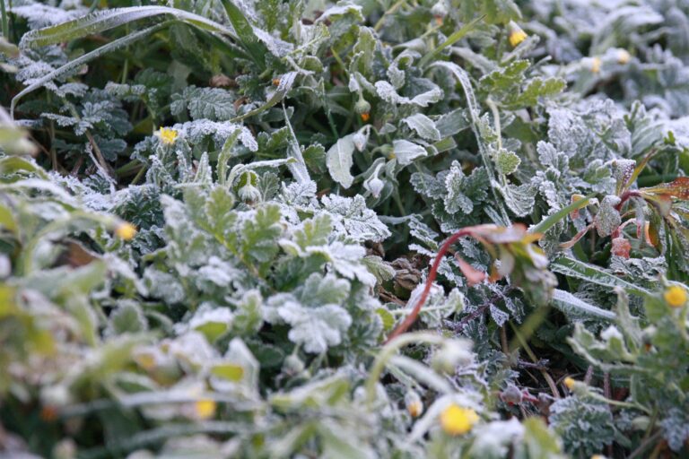 Cuenca y Guadalajara, en riesgo por temperaturas mínimas durante este jueves