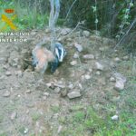 Rescatado por el Seprona un tejón atrapado en un lazo en un paraje boscoso de Valdemanco del Estera