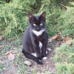 Esta localidad conquense pondrá multas de hasta 300 euros por dar de comer a gatos callejeros