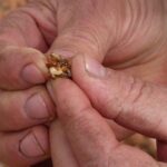 Declarada la plaga de avispilla del almendro en pueblos de Albacete y Cuenca