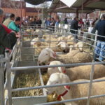 La próxima semana, Agrama presenta su primera subasta del año en Manzanares