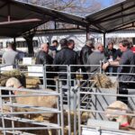 Manzanares acoge un subasta con un centenar de sementales de raza ovina manchega
