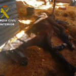 Un vecino de Carrión de Calatrava, investigado por maltratar a un caballo