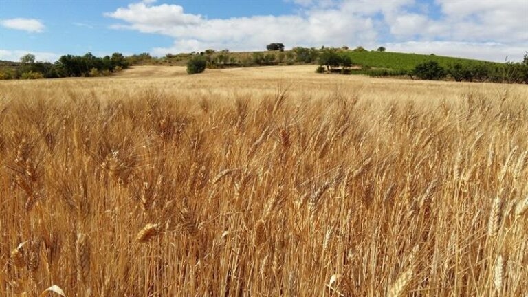 Paco Núñez critica la «incapacidad» de Page para pelear por el campo