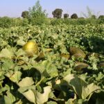 Toledo acogerá un seminario nacional que debatirá las últimas novedades en I+D+i en cultivos hortícolas en septiembre