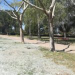 Comienza la invasión de la pelusa algodonosa de los chopos en parques y calles de Cuenca