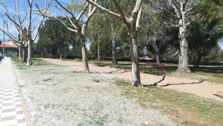 Comienza la invasión de la pelusa algodonosa de los chopos en parques y calles de Cuenca