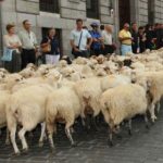 Unas 1.100 ovejas procedentes de Ciudad Real trashuman a partir de este viernes por Soria
