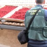 Inmovilizadas 30 toneladas de patas de pollo para consumo humano en Ciudad Real