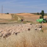 La dispersión de semillas por el ganado y polinizadores mejora la diversidad genética de las plantas