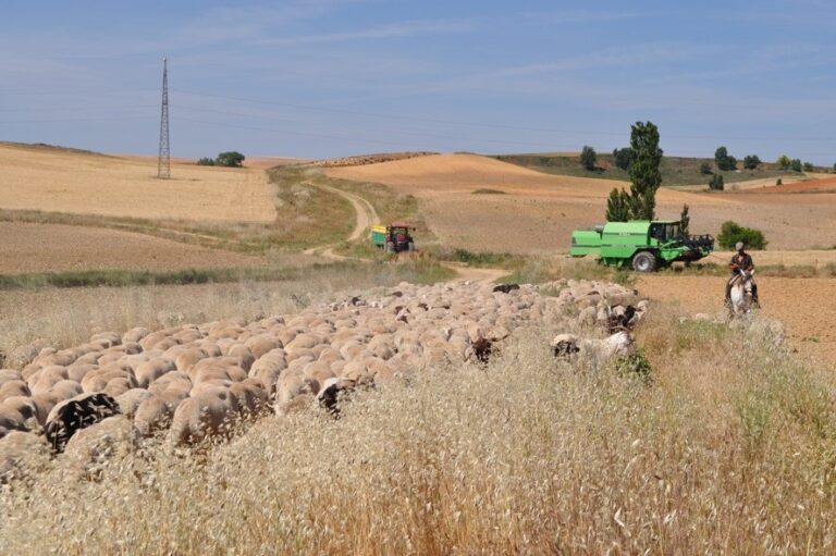 La dispersión de semillas por el ganado y polinizadores mejora la diversidad genética de las plantas