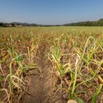 IGP Ajo Morado de Las Pedroñeras anuncia una mejoría en el sector