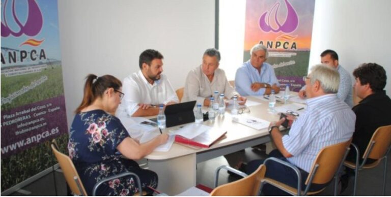 La campaña 2019 de ajo tiene «muy buena calidad» y se desarrolla bajo condiciones «muy favorables», según ANPCA