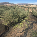 ASAJA Ciudad Real apoya la manifestación en defensa del olivar tradicional