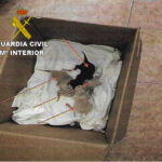 Investigan a un vecino de Socuéllamos por tirar a gatos recién nacidos en una bolsa