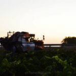 Comienza la vendimia en La Mancha: Vinícola de Tomelloso recoge las primeras uvas de la campaña