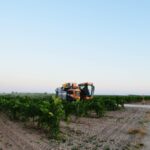 Comienza la vendimia en La Mancha: Vinícola de Tomelloso recoge las primeras uvas de la campaña