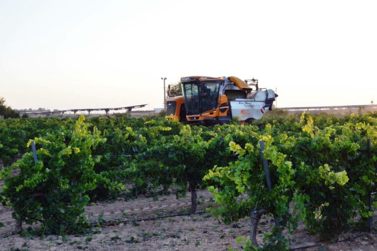 Comienza la vendimia en La Mancha: Vinícola de Tomelloso recoge las primeras uvas de la campaña