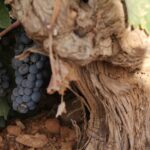 Los viñedos DO La Mancha a las puertas de una vendimia más corta y de excelente calidad