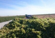 Cooperativas Agro-alimentarias de España actualiza su previsión de vendimia a 34 millones de hectolitros
