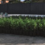 Desmanteladas más de 2.000 plantas de marihuana en chabolas de Ciudad Real