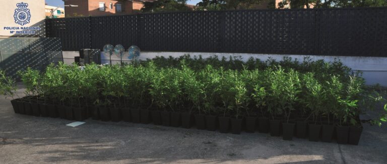Desmanteladas más de 2.000 plantas de marihuana en chabolas de Ciudad Real Desmanteladas más de 2.000 plantas de marihuana en chabolas de Ciudad Real