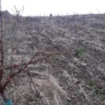 Piden que el este del Campo de Montiel sea comarca de emergencia cinegética por daños de ciervo y jabalí