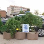 La Policía detiene en Cuenca a una persona que cultivaba marihuana en la terraza de su domicilio