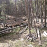 Se buscan emprendedores en Cuenca para sacar más rendimiento a sus bosques