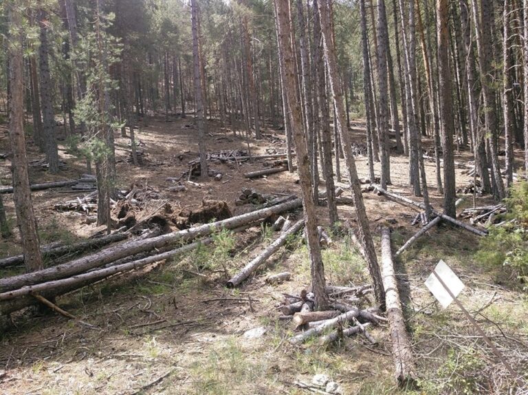 Ecologistas urge a limpiar la Serranía de Cuenca y no jugar «a la ruleta rusa» en materia de incendios el próximo verano