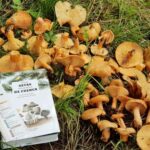 Si vas a salir a coger setas por Cuenca, no te pierdas esta guía editada por la UCLM