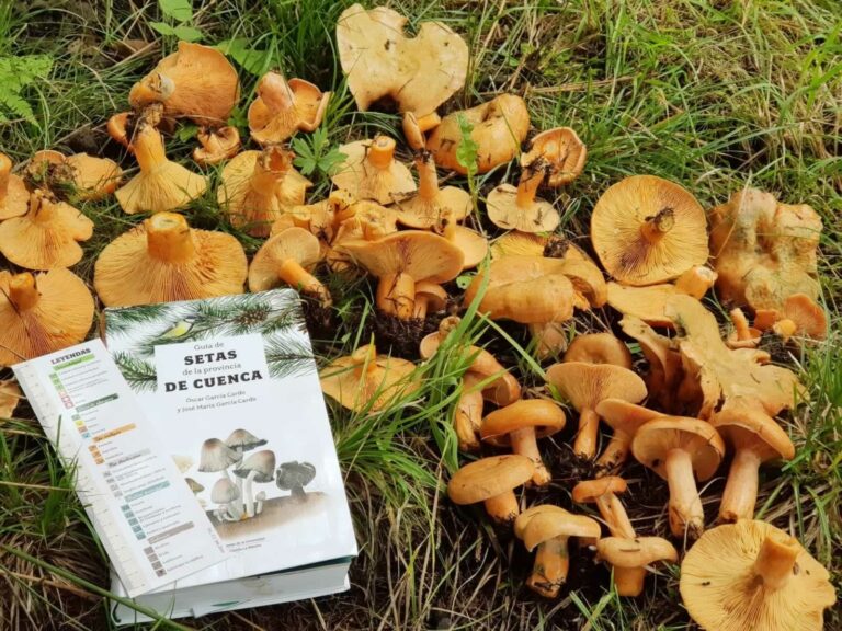 Si vas a salir a coger setas por Cuenca, no te pierdas esta guía editada por la UCLM