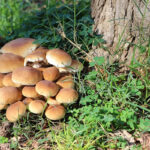 Cardenete acogerá el próximo fin de semana la 16 edición de sus jornadas micológicas