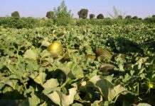 Aumentan las hectáreas de sandía y descienden las de melón en La Mancha