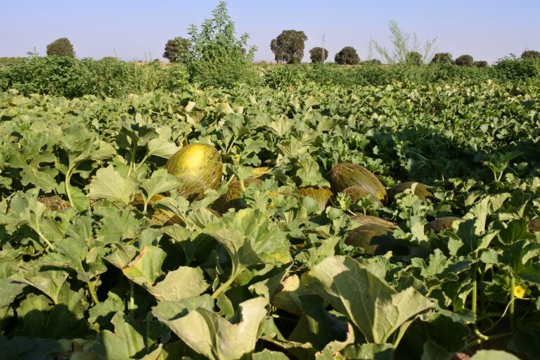 Aumentan las hectáreas de sandía y descienden las de melón en La Mancha